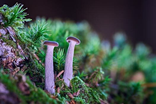 autenticacion de dos factores 2fa 3